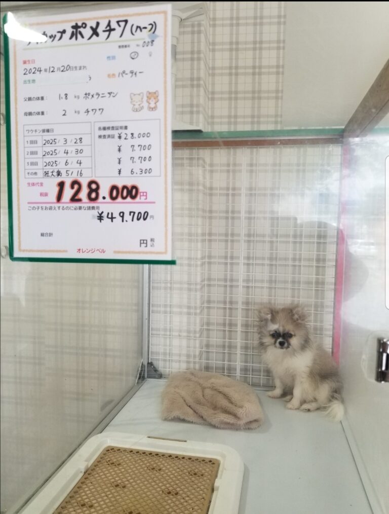 【新しい家族ができました❤】ポメチワ
