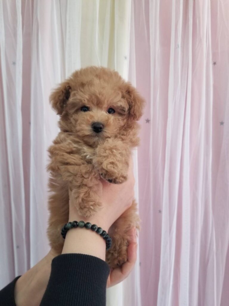 【新しい家族ができました❤】ティカップトイプードル